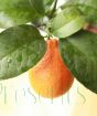 Close up of ripening citrus fruit