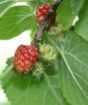 Closeup of ripe mulberry fruit for 2024