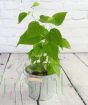 Young dwarf Mulberry plant
