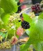 Dwarf Mulberry Berries