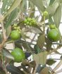 Close up of large olives
