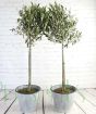 Pair of large olive trees in zig zag pail.