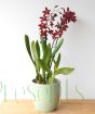 Red dancing lady orchid