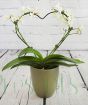 Love heart orchid in green ceramic pot
