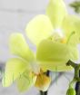 Yellow moth orchid flower