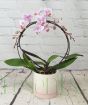 Pink hooped orchid
