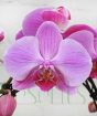 Pink Mothers day Orchid
