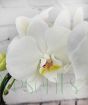 Mother's Day Moth Orchid       