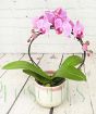 Mothers day Orchid Pink
