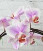 Luxury Moth Orchid       