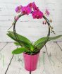 Luxury Moth Orchid       