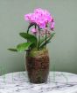 Mother's day orchid terrarium