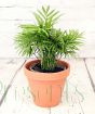 Parlour Palm in terracotta pot