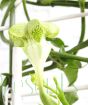 Close up of ceropegia sandersonii flower