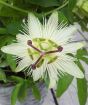 Giant Passion Flower     