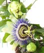 Passionflower and buds