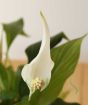 Peace lilly spathes close up