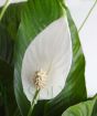 Peace Lily Flower Closeup
