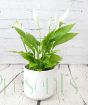 Peace lily in white textured ceramic pot