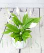Peace lily from above