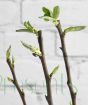 Patio Pear Tree with new growth shoots