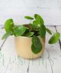 Peperomia or Chinese money plant