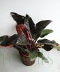 Philodendron 'Imperial Red'