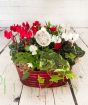 Festive red Christmas planter with ivy, cyclamen, Dianthus, viola