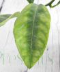 Dark lines down the middle of citrus leaves usually indicate iron deficiency.