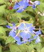 Close Up of Hardy Plumbago before autumn colour change