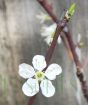 Spring flowers on plum tree