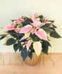Pink and white marbled poinsettia plant