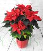 Large red poinsettia from above