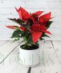 Poinsettia in cream ceramic ridged pot