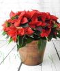 2023 Extra large red poinsettia in copper container