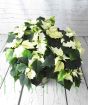 Extra large white poinsettia from above