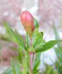 young pomegranate flower bud