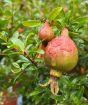 Dwarf pomegranate fruits