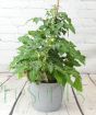 Hybrid Potato Tomato Plant