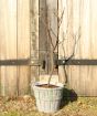 Quince tree in grey wooden barrel