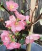 Pink Japanese quince flowers