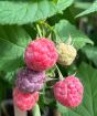 Glen Coe raspberry fruits