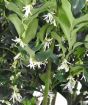Sarcococca Confusa flowers