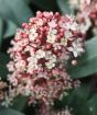 Close up of skimmia flower in spring