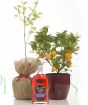 Festive plant gifts