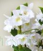 white dendrobium orchid flowers