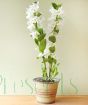 White Spray Orchid in flower