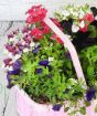 Summer basket with seasonal flowering plants