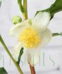 Tea Plant White flowers