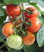 Close up of cherry tomatoes